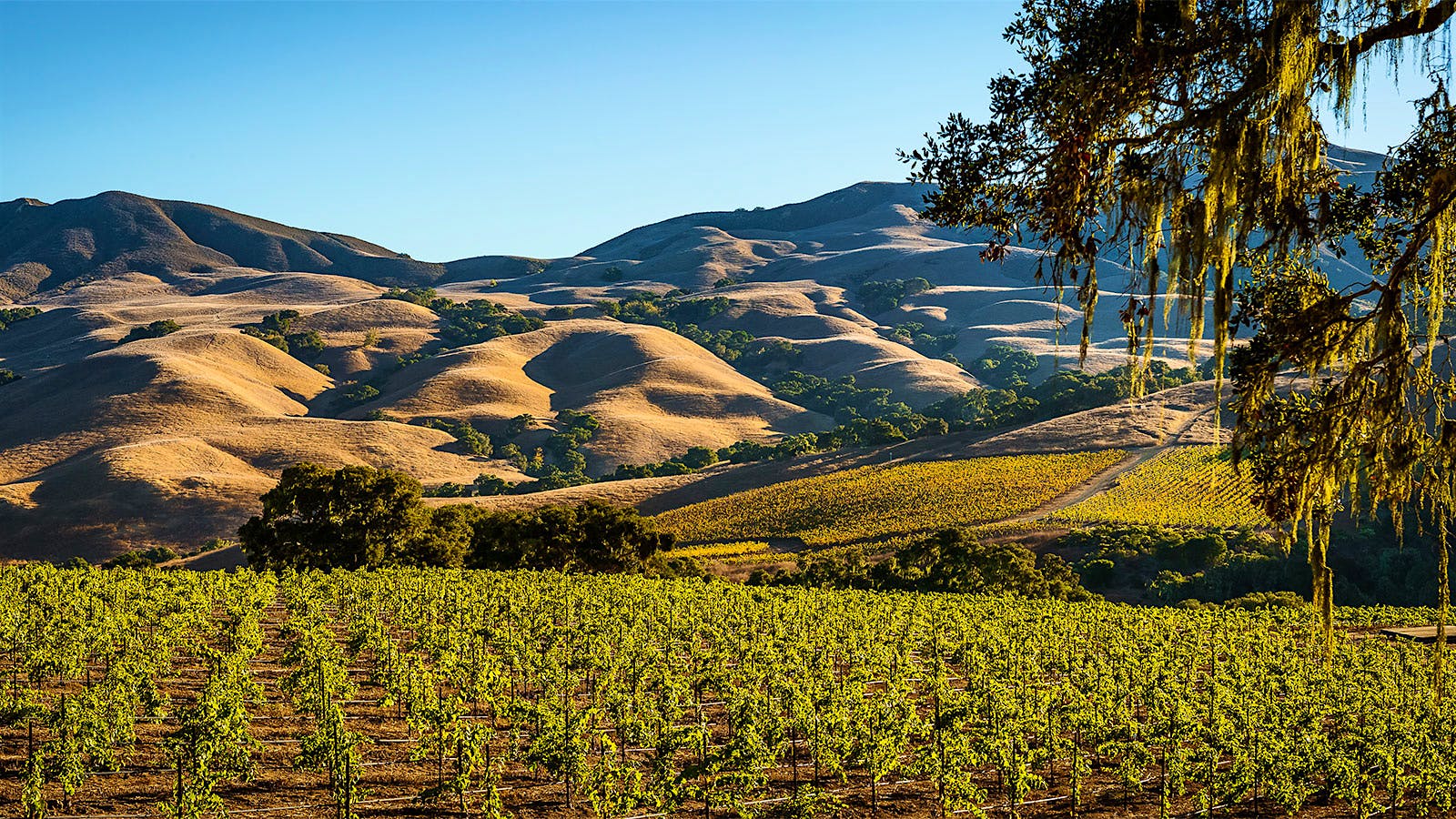 Alma Rosa's El Jabali Estate in Sta. Rita Hills, Santa Barbara, California