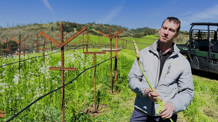 In the Vineyard at Seavey